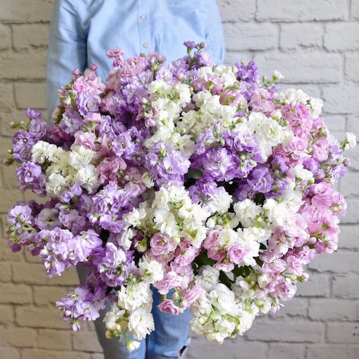 Облако маттиол в Оренбурге