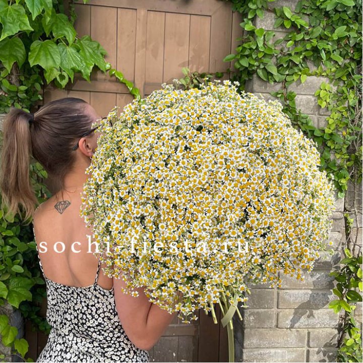 101 ромашка в Оренбурге