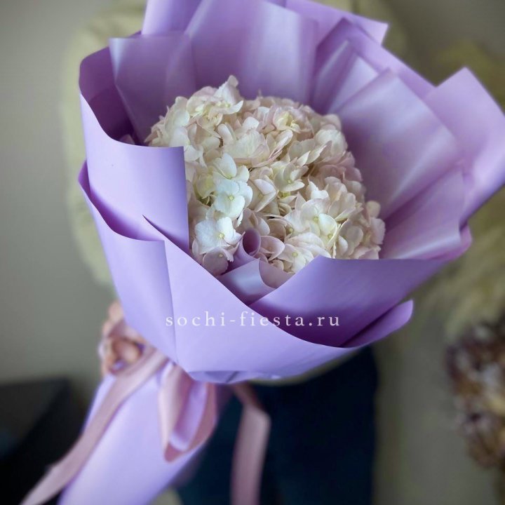 Гортензия розовая в Оренбурге