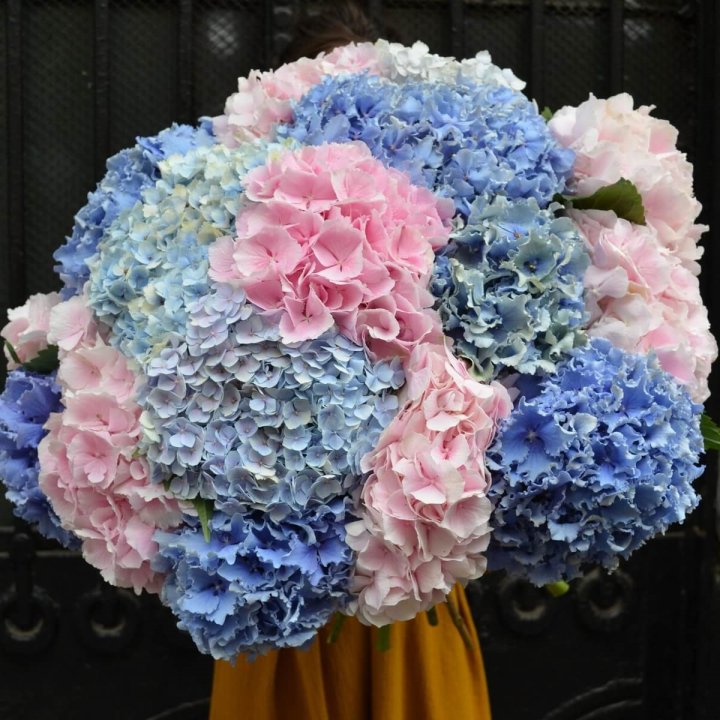 Букет гортензий "Фонтан" в Оренбурге