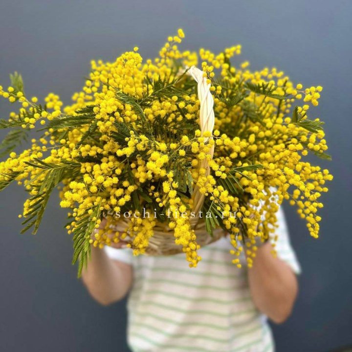 Весенняя корзина мимозы в Оренбурге