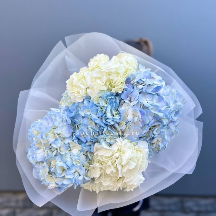 5 бело-голубых гортензий в Оренбурге
