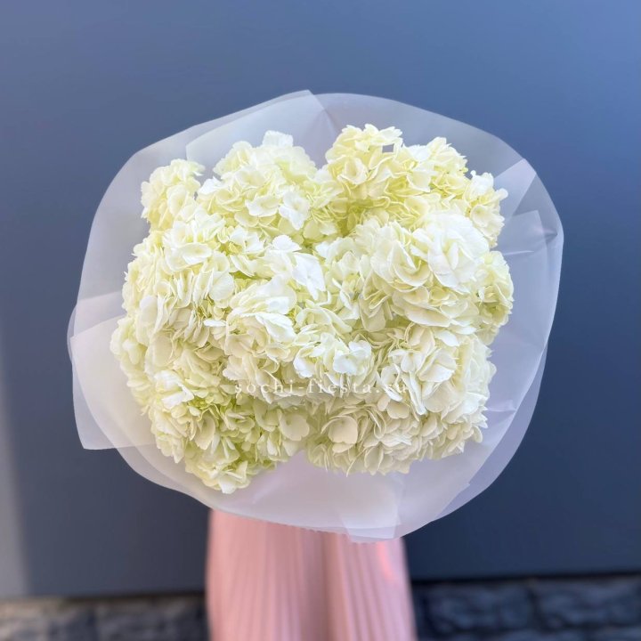 7 белых гортензий в Оренбурге