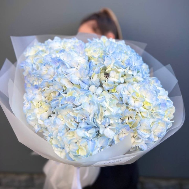 5 голубых гортензий в Оренбурге