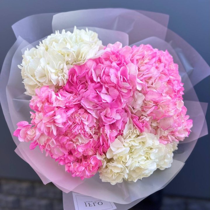 5 бело-розовых гортензий в Оренбурге