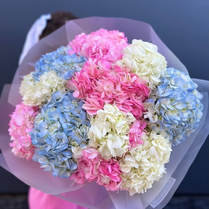 11 гортензий микс в Оренбурге