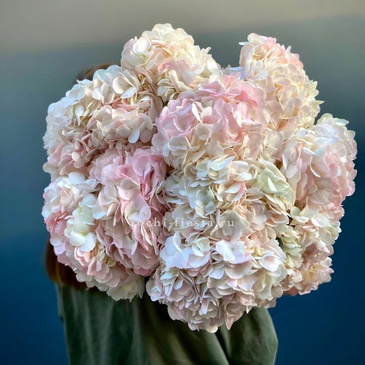 Охапка розовой гортензии в Оренбурге