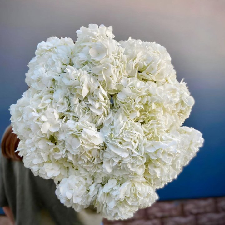 Охапка белой гортензии в Оренбурге