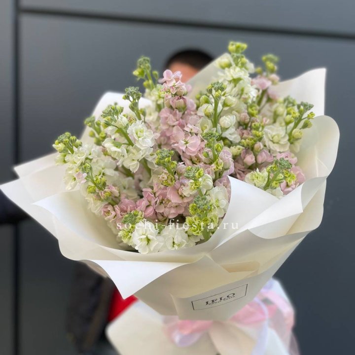 29 маттиол  в Оренбурге