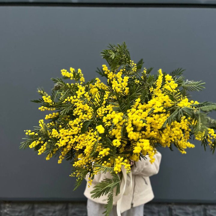 Охопка мимозы в Оренбурге