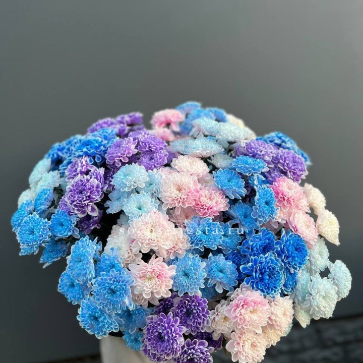 25 цветных хризантем в Оренбурге