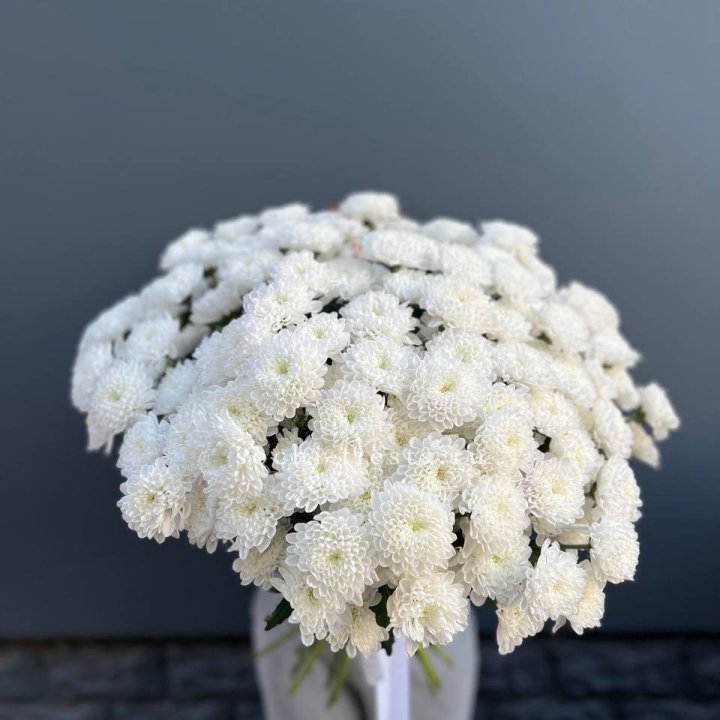  25 хризантем белых в Оренбурге