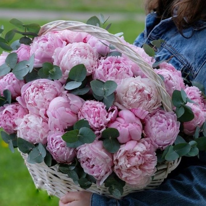 51 пион в корзине в Оренбурге