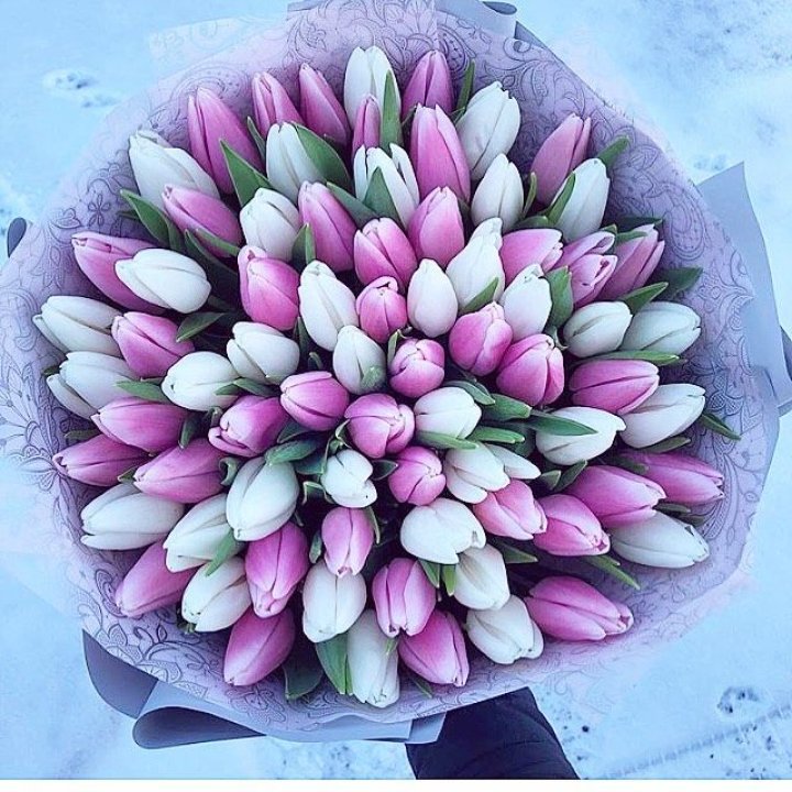 101 тюльпан "Лолипоп" в Оренбурге